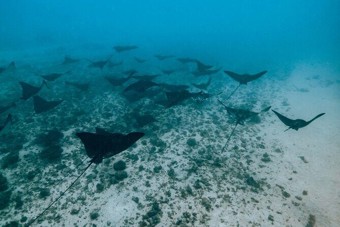 Half Day Snorkeling in Moorea - The Break: Drink and Tropical Fresh Fruit