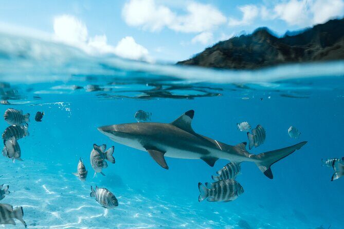 Half Day Snorkeling in Moorea - Price and Value: Is $143.42 Worth It?