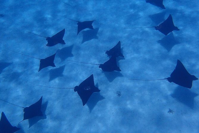 Half day Snorkeling Shared Boat Tour in Bora Bora - Key things you should know before you go