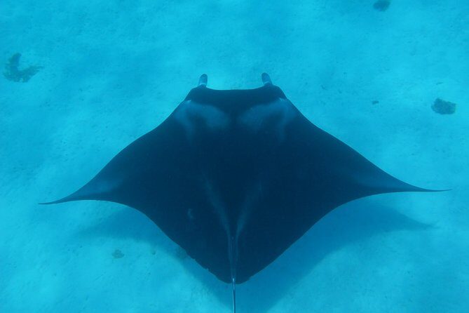 Half day Snorkeling Shared Boat Tour in Bora Bora - A smart morning slot for Bora Bora lagoon time