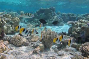 Half day Snorkeling Shared Boat Tour in Bora Bora - Pickup, boat vibe, and the small-group feel