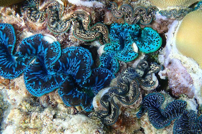 Half day Snorkeling Shared Boat Tour in Bora Bora - What you’ll see at the snorkeling stops: coral garden, rays, and the day’s bonus