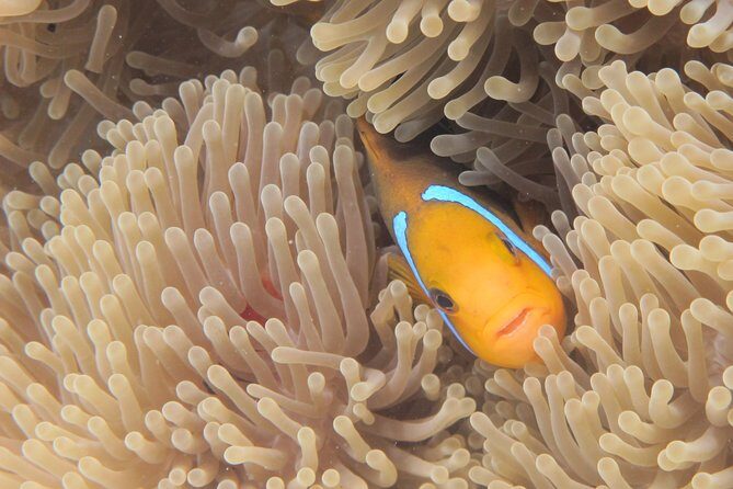 Half day Snorkeling Shared Boat Tour in Bora Bora - Who this tour is best for (and who should choose something else)