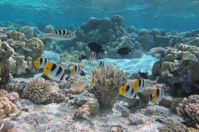 Half day Snorkeling Shared Boat Tour in Bora Bora - Pickup, boat vibe, and the small-group feel