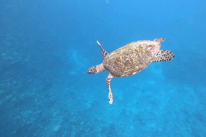 Half-Day Snorkeling Tour in Tahiti - Key highlights to know before you go