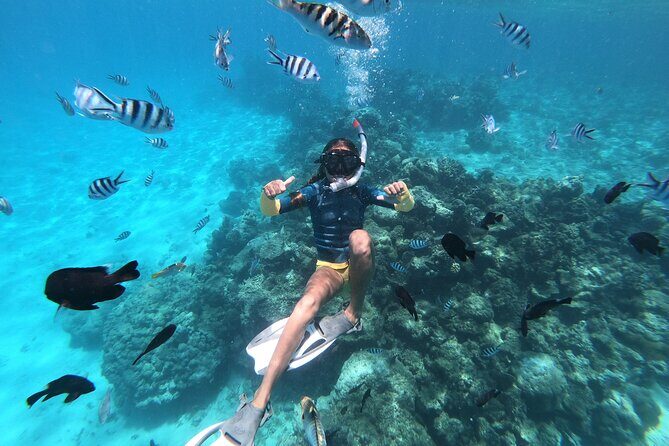 Half-Day Snorkeling Tour in Tahiti - A small-boat lagoon plan that fits a half day in Tahiti