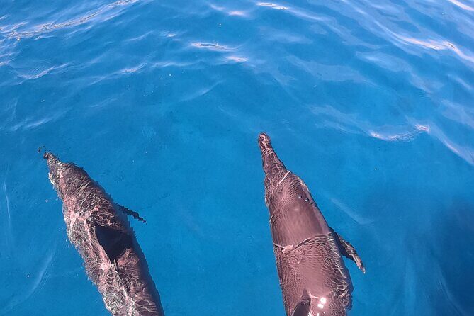 Half-Day Snorkeling Tour in Tahiti - The boat ride and equipment: what’s included and what you still need