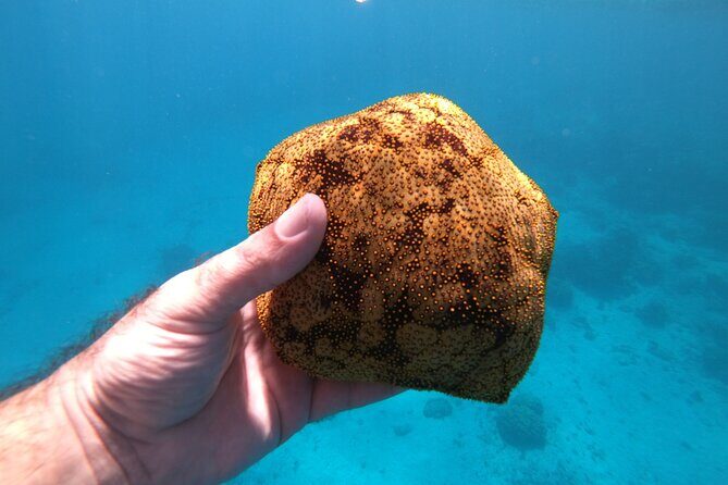 Half-Day Snorkeling Tour in Tahiti - Food, drinks, and the end-of-tour reset