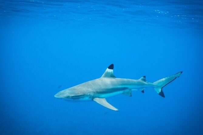 Half-Day Snorkeling Tour in Tahiti - Where the tour starts: Papeete Marina and the green gate