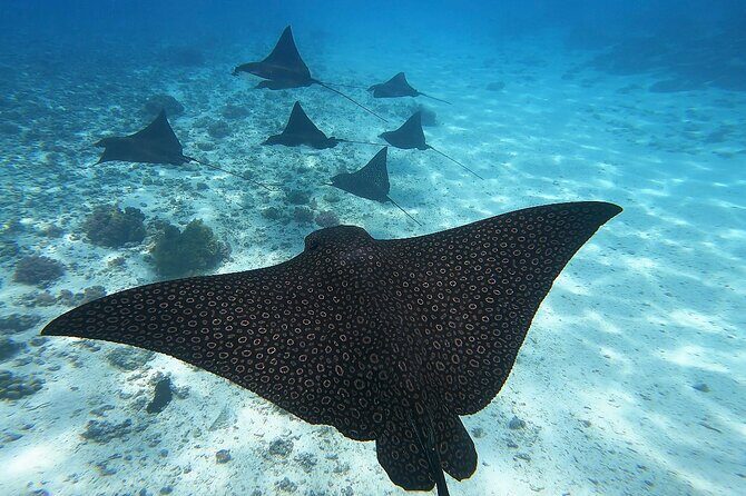 Half Day Tour lagoon discovery marine fauna flora small group - Quick Highlights You Should Know