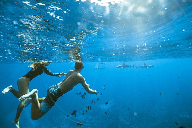 Half Day Tour lagoon discovery marine fauna flora small group - Moorea Lagoon Discovery: How the 4-Hour Route Stays Fun