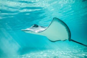 Half Day Tour lagoon discovery marine fauna flora small group - Where You Start: The Coco Beach Parking Meet-Up