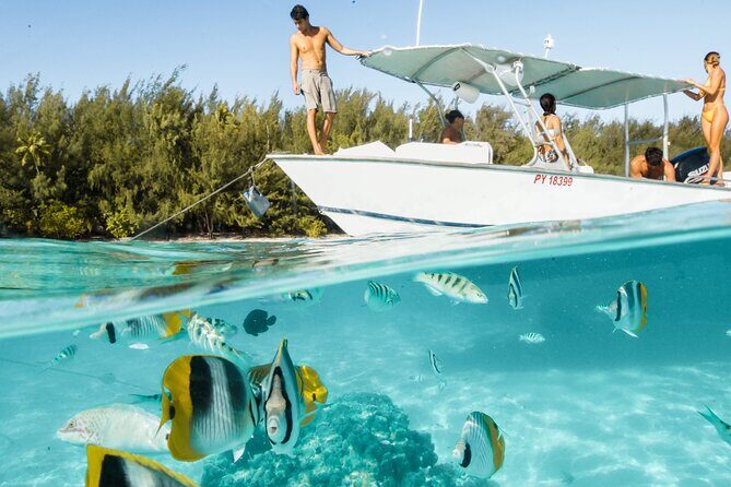 Half Day Tour lagoon discovery marine fauna flora small group - Stop 1: The Sandbar for Stingrays and Blacktip Reef Sharks