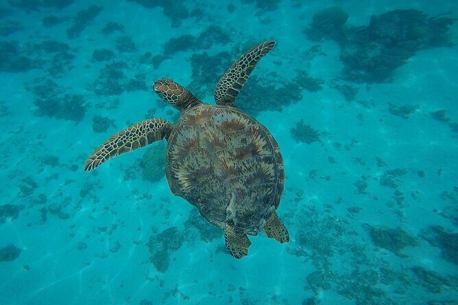 Half Day Tour lagoon discovery marine fauna flora small group - Stop 3: South Coast Lagoon Time With Spinner Dolphins