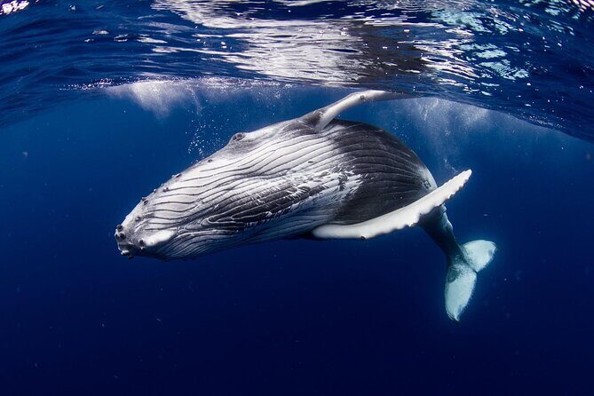 Half Day Tour : Moorea Snorkeling & Sailing on a Catamaran named Taboo - Drinks, Fruit, and What to Bring for Real Comfort