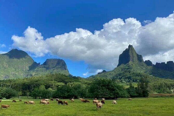 Half-Day Tour of Moorea Island in a Small Group - The ride-and-stop rhythm: what to expect in real time
