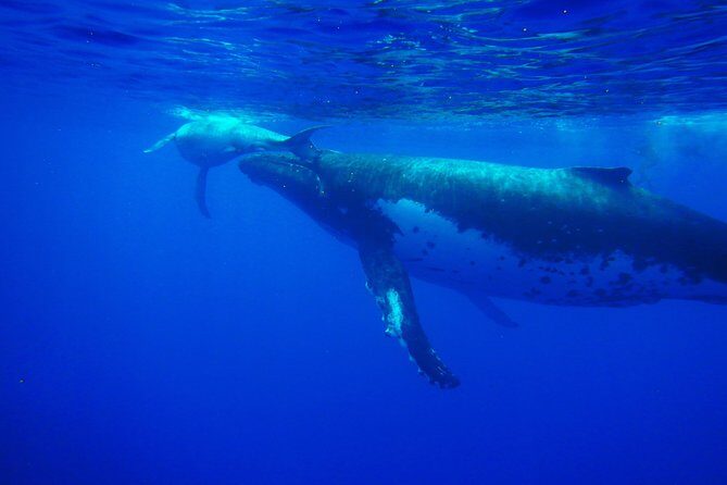Half day whale tour 4h00 - Key things to know before you go