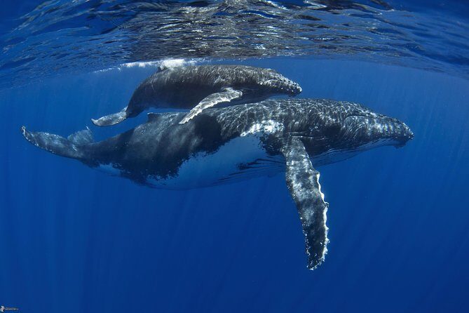 Half day whale tour 4h00 - Moorea humpback whales: timing and what you’re really signing up for