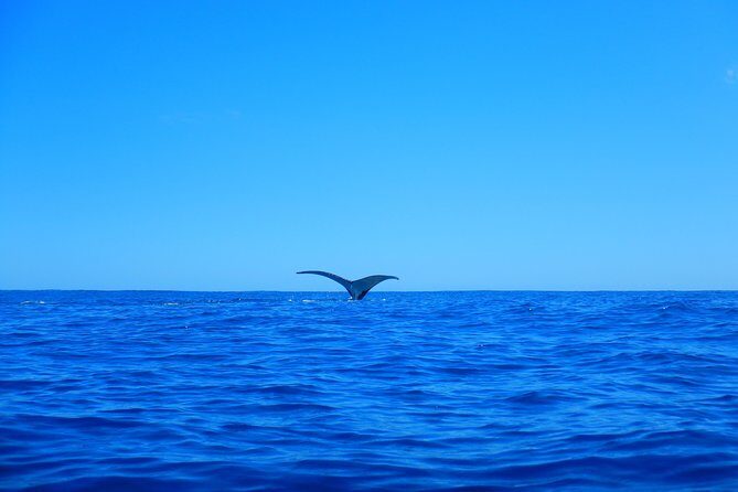 Half day whale tour 4h00 - Opunohu Bay walk: a short stop that sets the tone