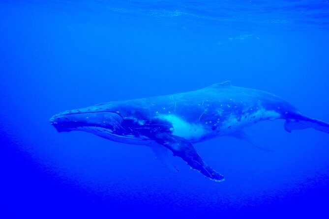 Half day whale tour 4h00 - Snorkeling with humpbacks: what you need to be ready for