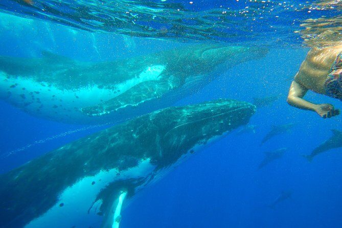 Half day whale tour 4h00 - Price and value: why about $191.91 can make sense