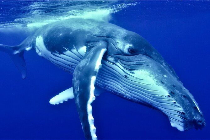 Half Day Whale Watching in a Small Shared Group - Key takeaways