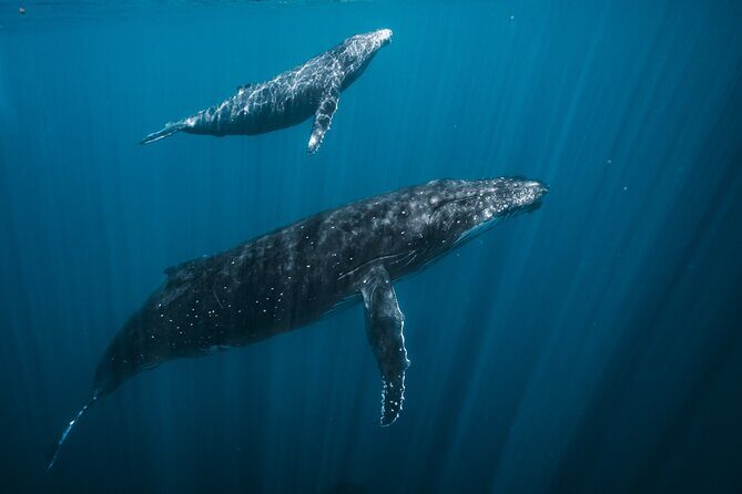 Half Day Whale Watching in a Small Shared Group - Tahiti whale watching, but with a small, human-sized group