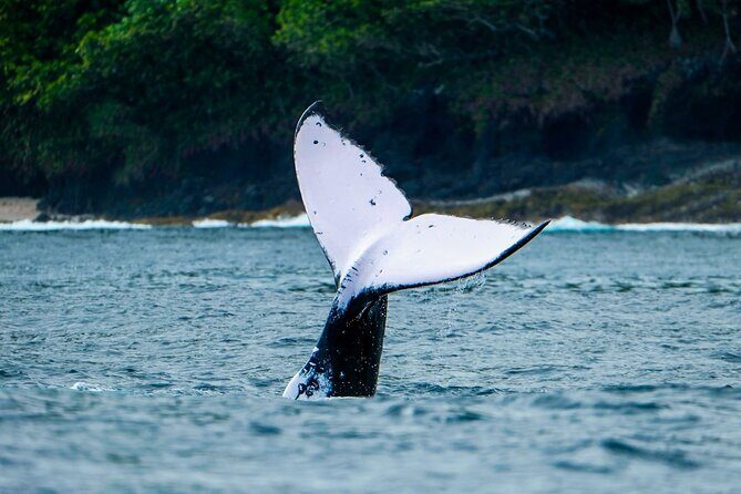 Half Day Whale Watching in a Small Shared Group - Snacks, fresh fruit, and drinks: small comfort, big payoff