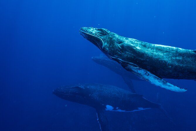 Half Day Whale Watching in a Small Shared Group - What the guides teach you about humpbacks (and what it changes)
