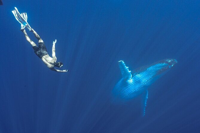 Half Day Whale Watching in a Small Shared Group - The weather reality: why conditions shape the day