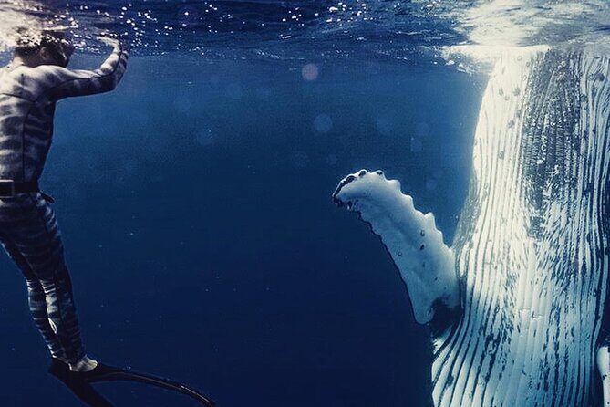 Humpback whale watching and marine life in Moorea - Key highlights from Pacifik Attitudes Moorea whale trip