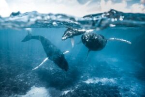 Humpback whale watching and marine life in Moorea - How Pacifik Attitude finds whales in the first place