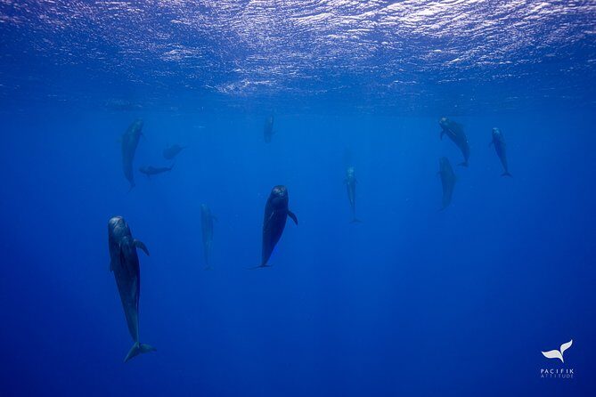Humpback whale watching and marine life in Moorea - The swim-when-allowed moment: what to expect in the water
