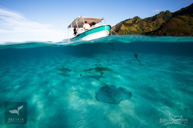 Humpback whale watching and marine life in Moorea - Marine life in Moorea: more than humpbacks