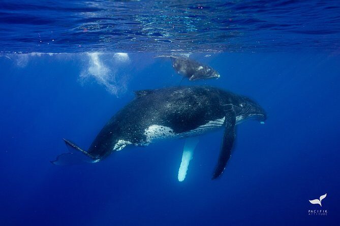 Humpback whale watching and marine life in Moorea - Crew names you’ll hear again and again: Chewy, Mata, O’Neil, Doris, Ikeo