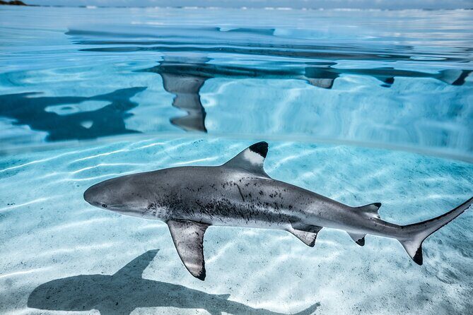 Humpback whale watching and marine life in Moorea - Price and value: is $327.95 per person worth it?