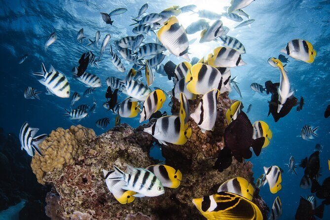 Introductory Dive in Bora Bora (afternoon) - Key things worth knowing before you go