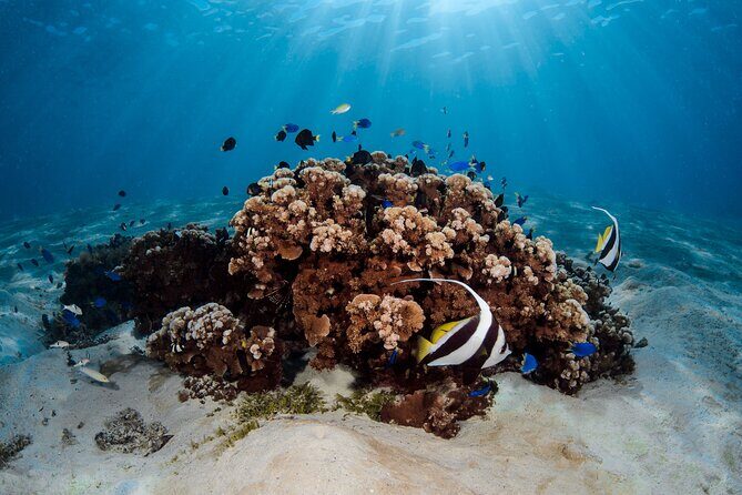 Introductory Dive in Bora Bora (afternoon) - Why Bora Bora’s first scuba session feels so approachable