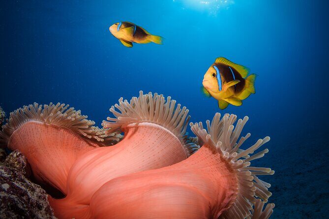 Introductory Dive in Bora Bora (afternoon) - What you actually learn when you’re the one holding the regulator