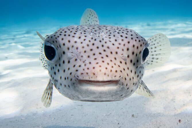 Introductory Dive in Bora Bora (afternoon) - Coral garden, fish, and the ray sightings people get excited about