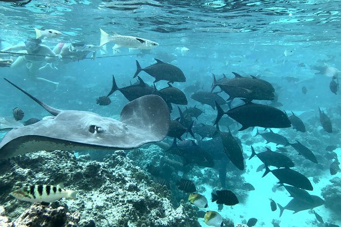 Jet Ski Moorea Customed Tour only - What Activity Choice Means in Real Life