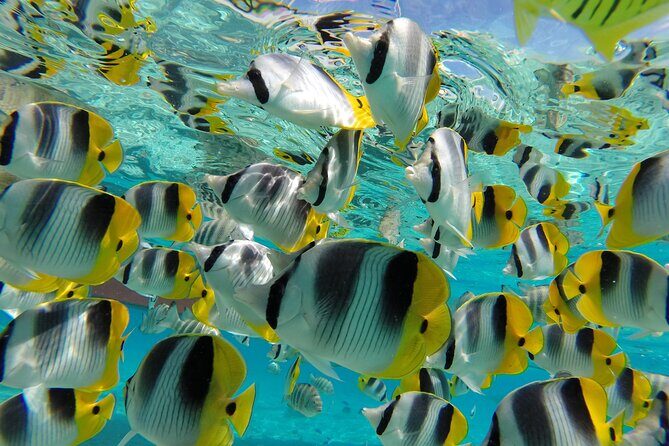Keishi Tour Half Day Shared Excursion - Price and value: what $140 buys you in Bora Bora