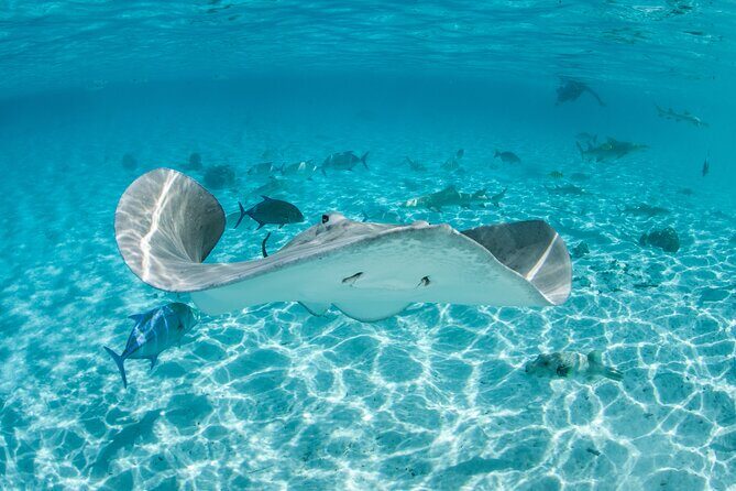 Lagoon Exploration and Snorkeling in Moorea - Key Highlights Worth Planning For