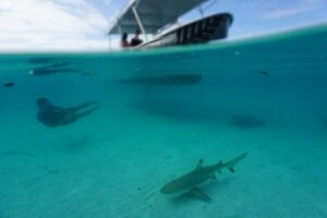 Lagoon Exploration and Snorkeling in Moorea - What You’ll See: Stingrays, Sharks, Sea Turtles, and Dolphins