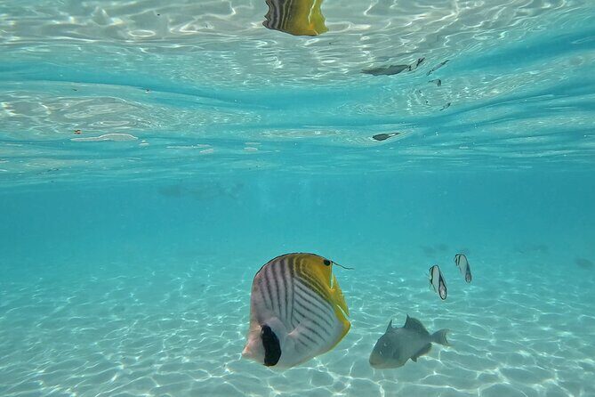 Lagoon Exploration and Snorkeling in Moorea - Around Opunohu Bay and the Lagoon Wildlife Rhythm