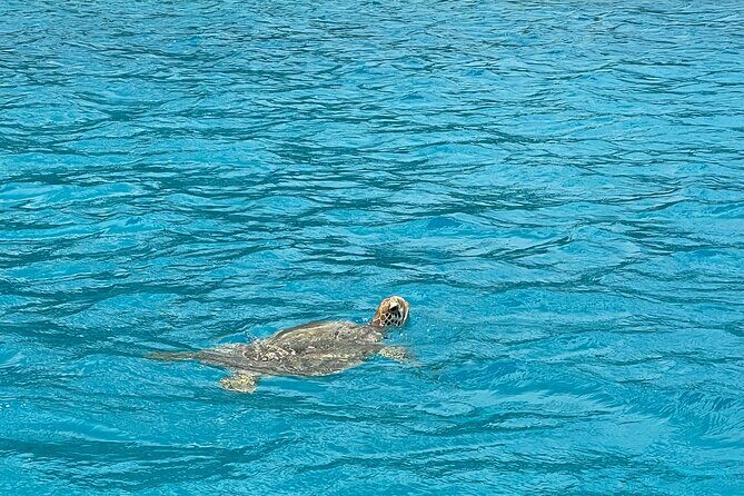 Lagoon Exploration and Snorkeling in Moorea - Should You Book Lagoon Exploration and Snorkeling in Moorea?