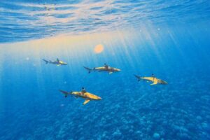 Lagoon Tour - Discover the magnificent lagoon of Moorea - Stop One: Shallow Sandbank Snorkeling with Stingrays and Blacktip Reef Sharks