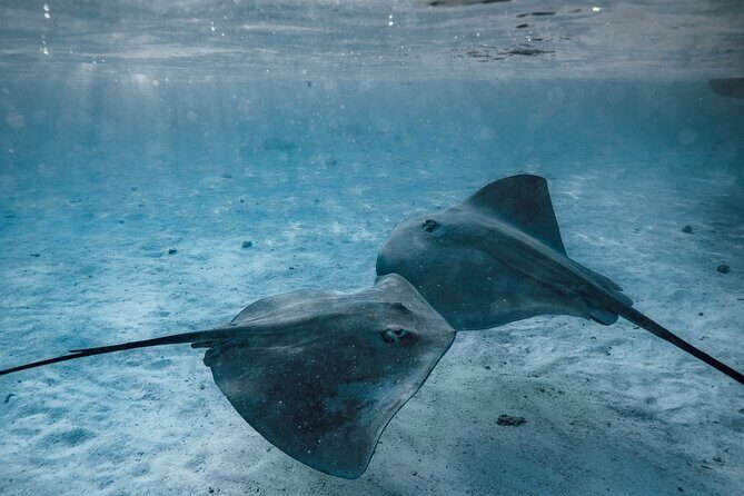 Lagoon Tour - Discover the magnificent lagoon of Moorea - The Sea Turtle and Ray Moment: Watching Turtles and Swimming Where It’s Calm