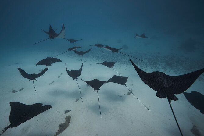 Lagoon Tour - Discover the magnificent lagoon of Moorea - Timing: The 8:45 Start and How to Think About 4 to 6 Hours