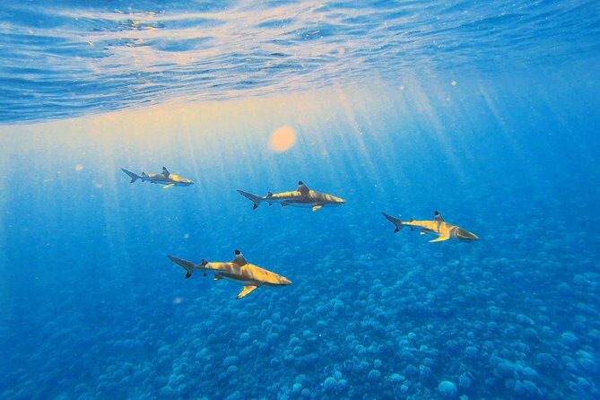 Lagoon Tour - Discover the magnificent lagoon of Moorea - Stop One: Shallow Sandbank Snorkeling with Stingrays and Blacktip Reef Sharks